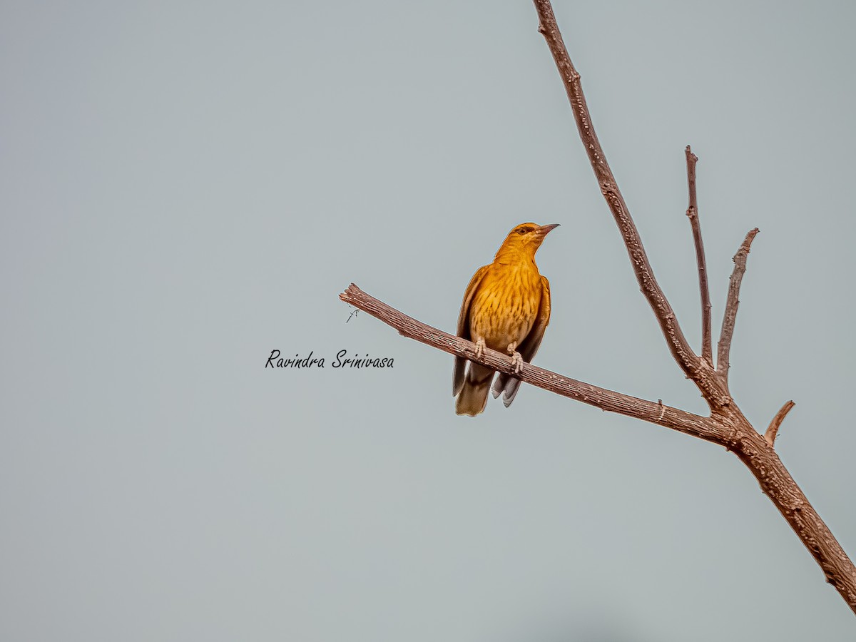 Вивільга індійська - ML647012506