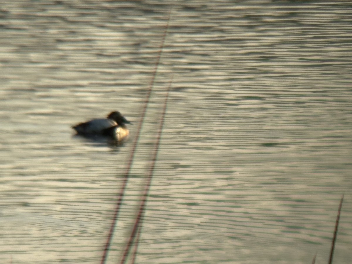 Murgilari bizkarzuria - ML647012507