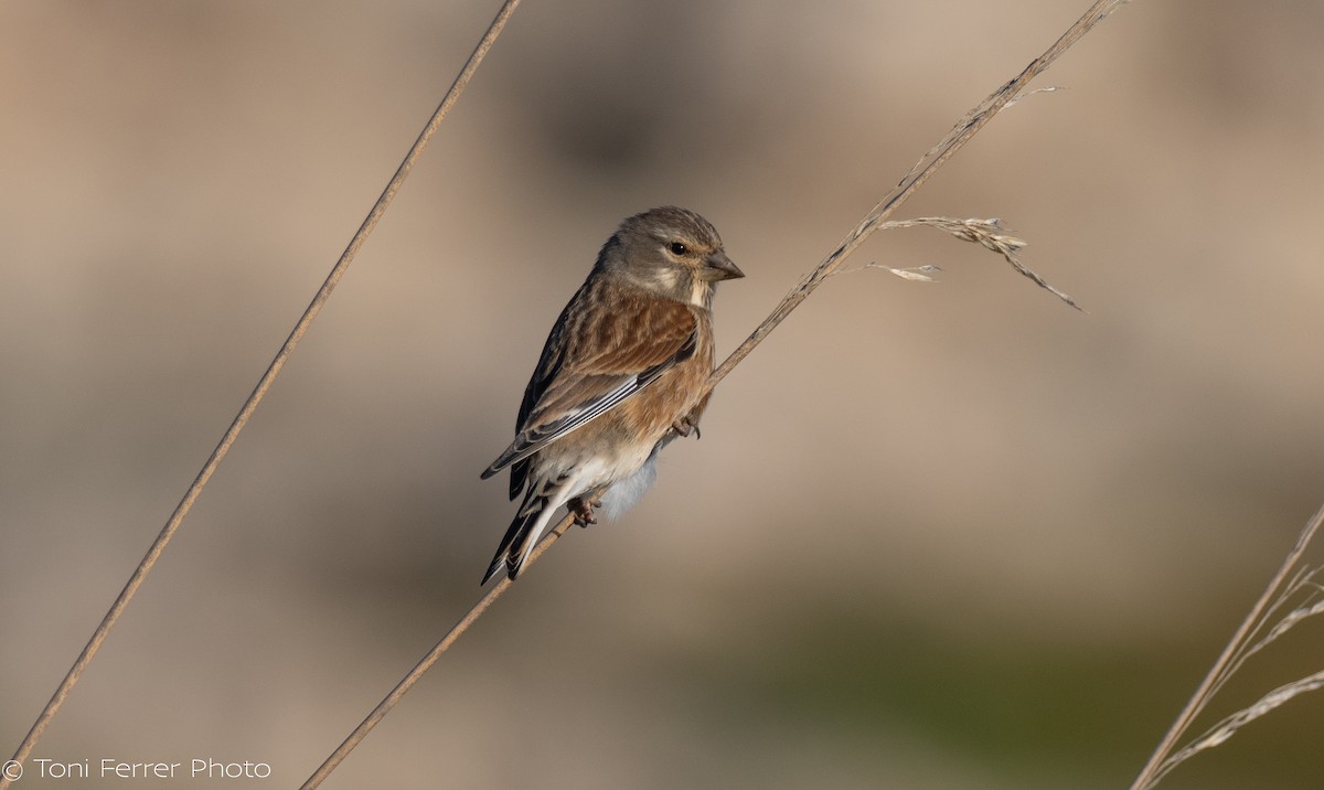 Eurasian Linnet - ML647012508