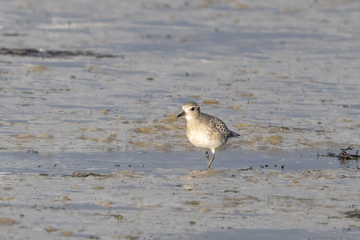 灰斑鴴 - ML647012512