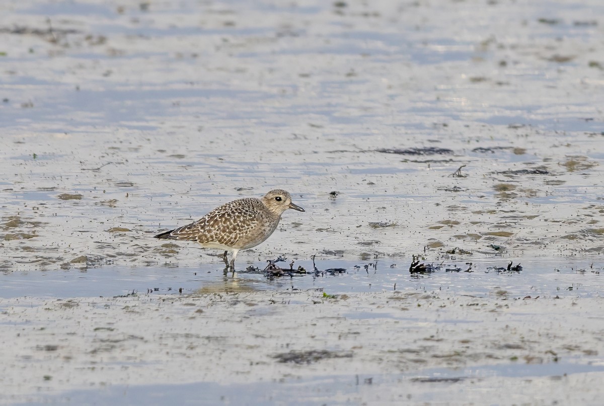 灰斑鴴 - ML647012513