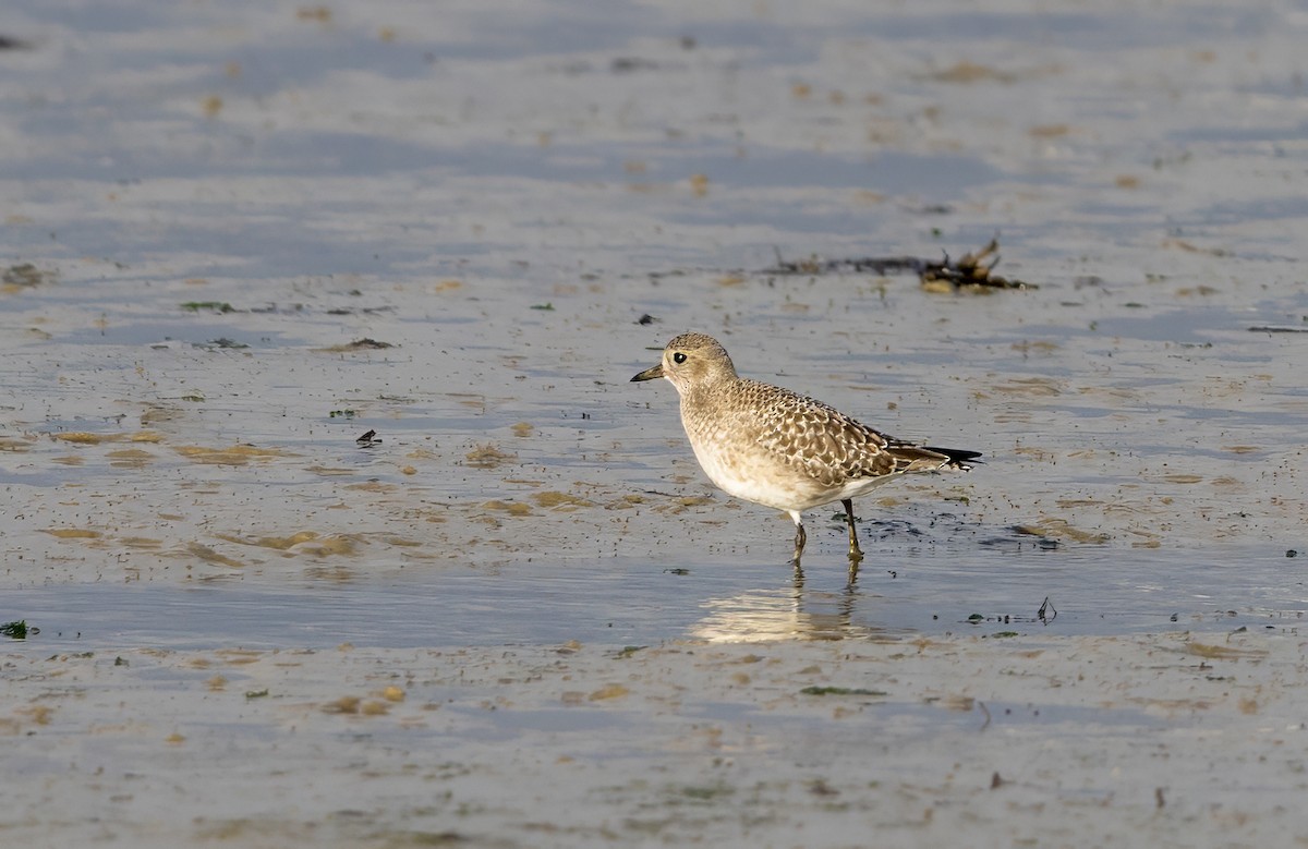 灰斑鴴 - ML647012514