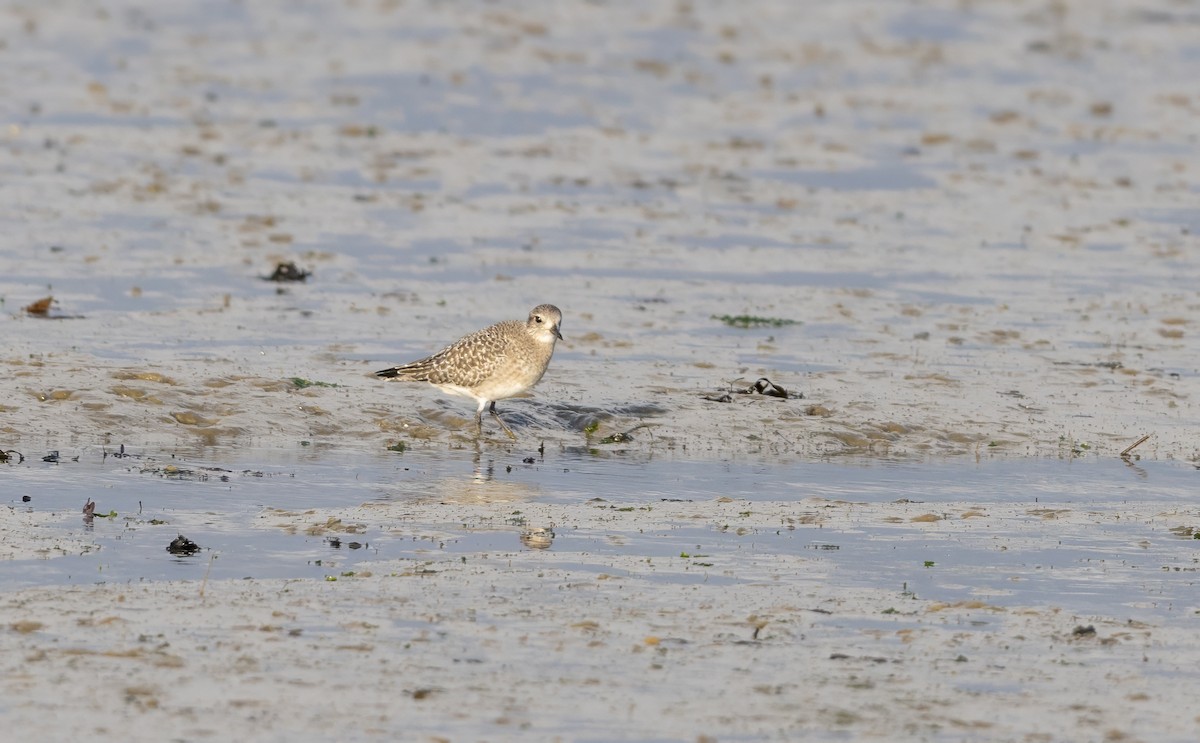 灰斑鴴 - ML647012516