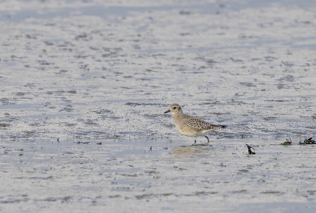 灰斑鴴 - ML647012517