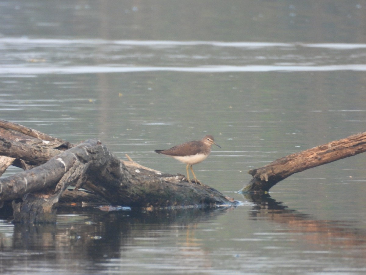 Common Sandpiper - ML647012530