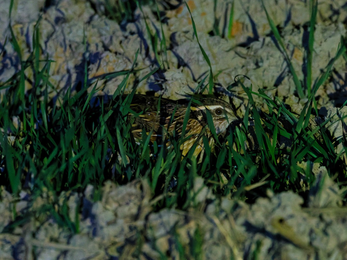 křepelka japonská - ML647012532