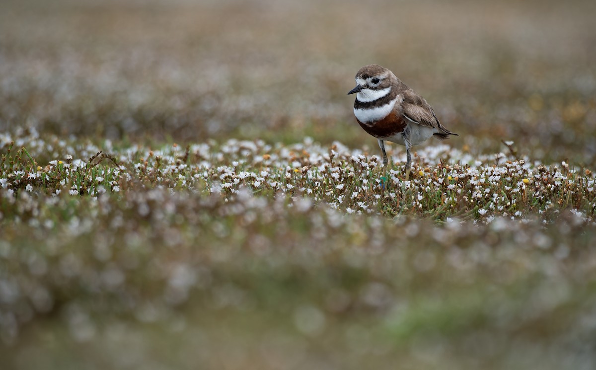 Double-banded Plover - ML647012533