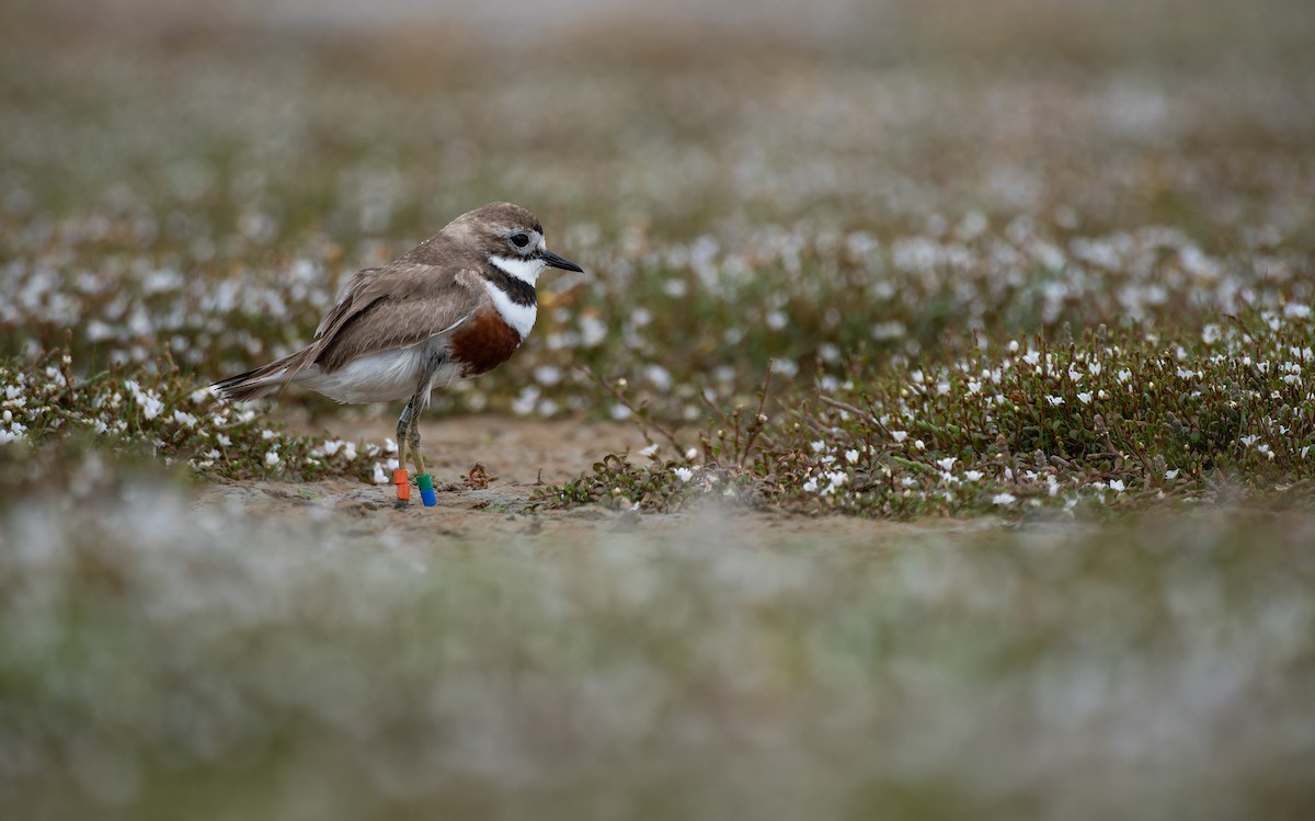 Double-banded Plover - ML647012534