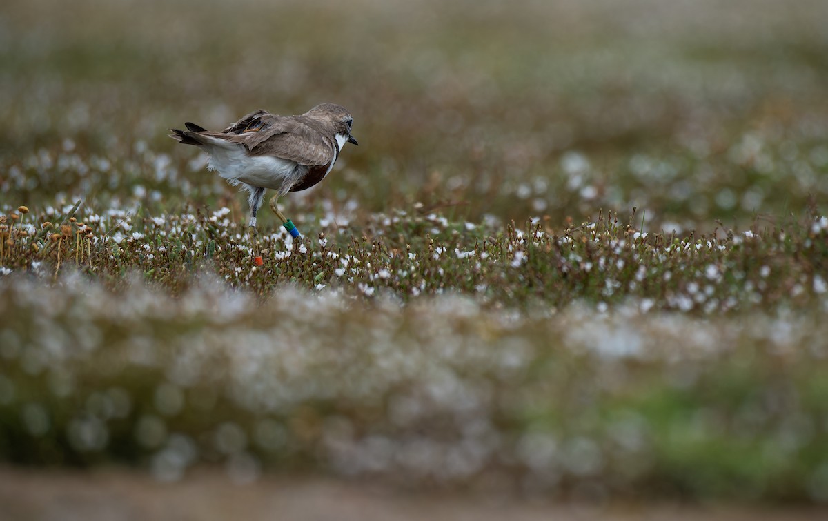 kulík dvoupruhý - ML647012535