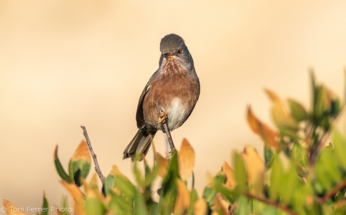 Dartford Warbler - ML647012537