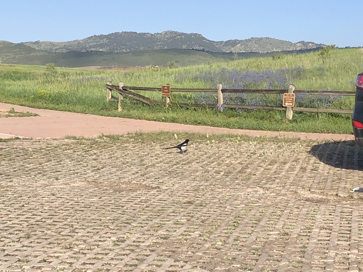 Black-billed Magpie - ML647012538