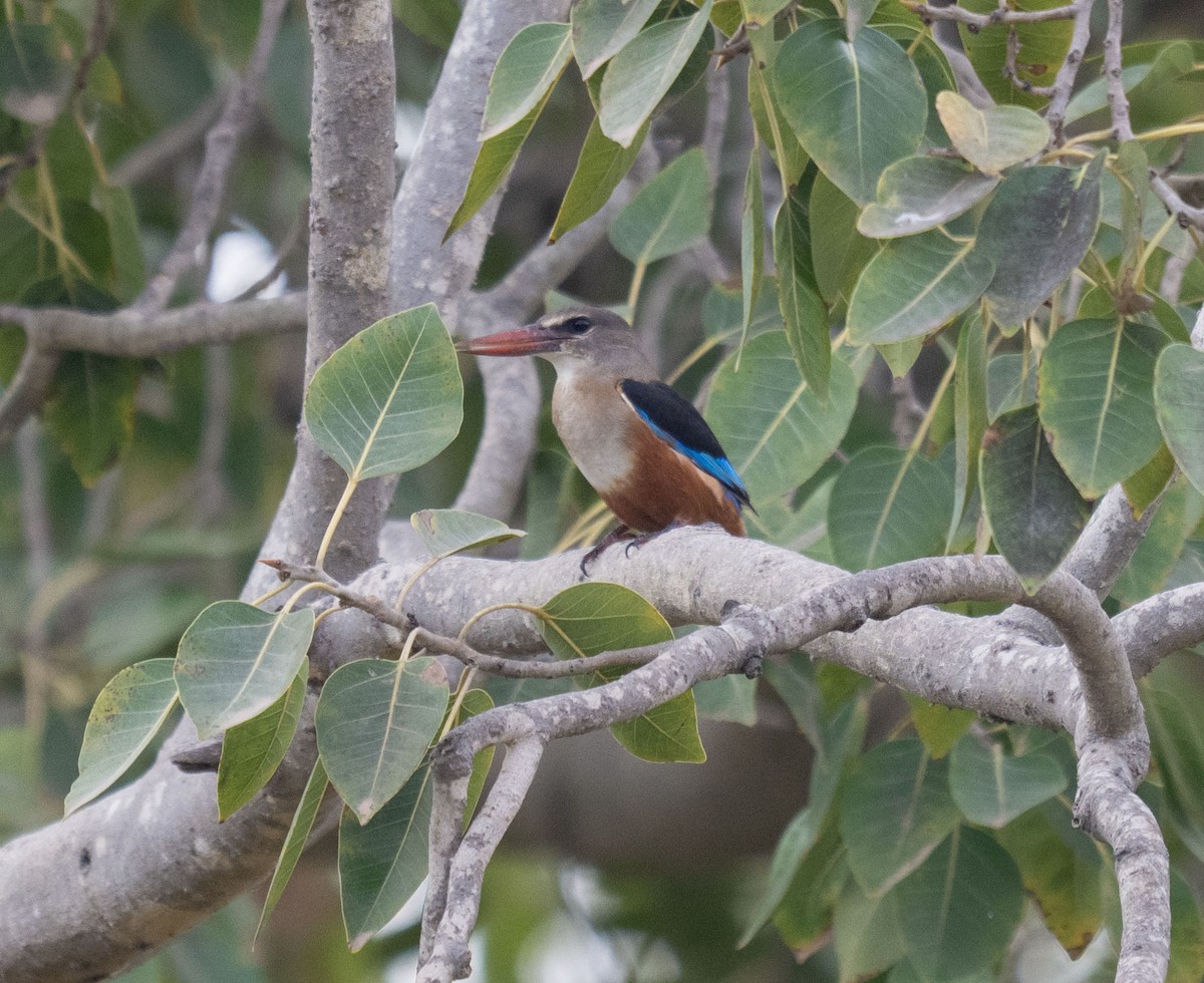 Gray-headed Kingfisher - ML647012544