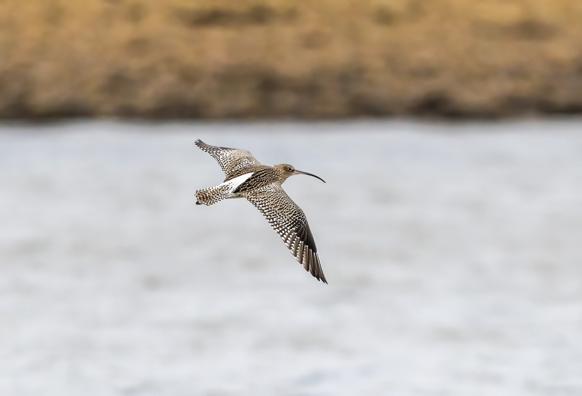 Eurasian Curlew - ML647012547