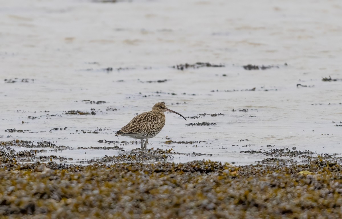 Eurasian Curlew - ML647012548