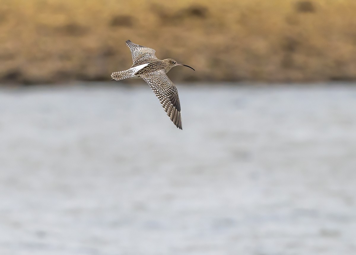 Eurasian Curlew - ML647012549