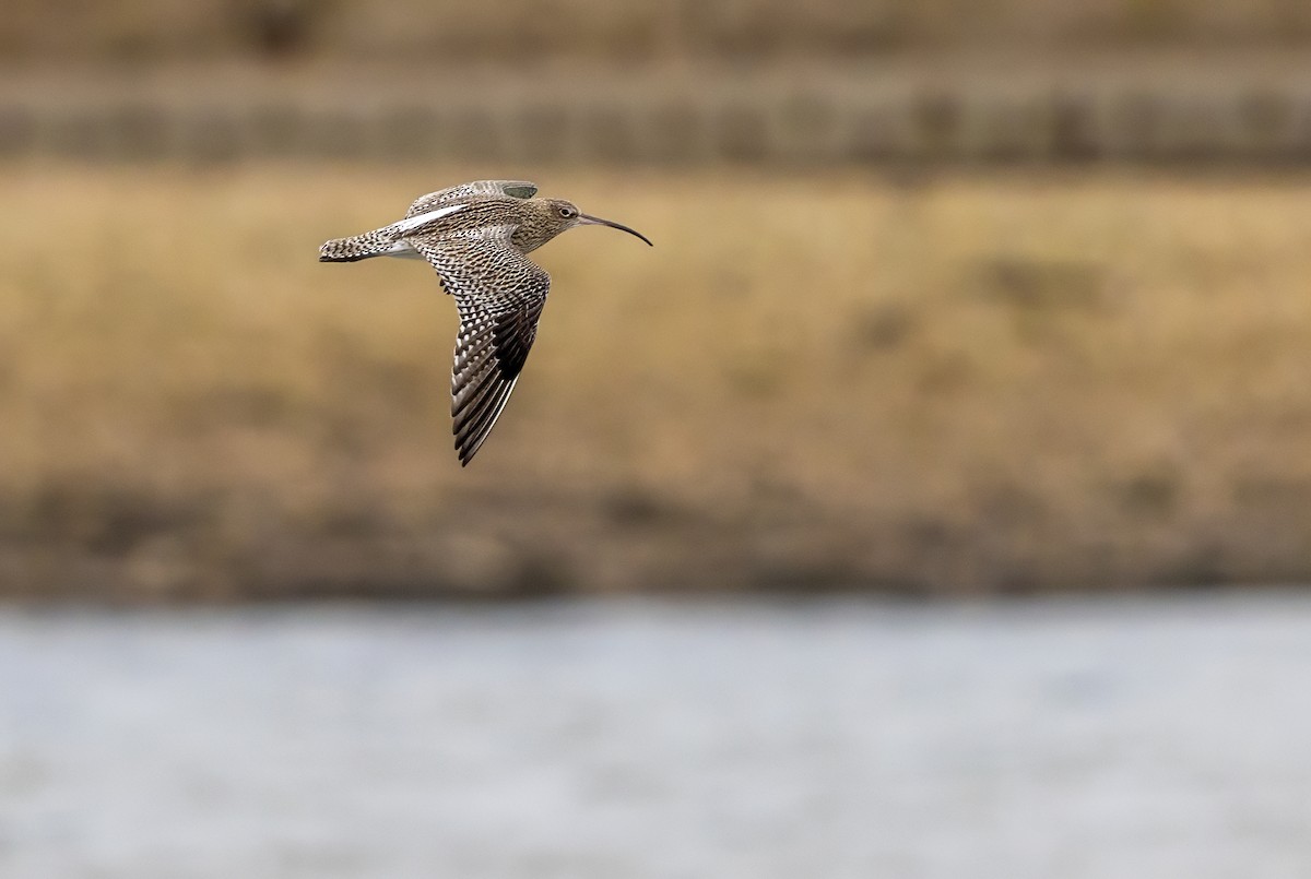 Eurasian Curlew - ML647012550