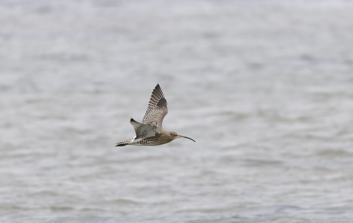 Eurasian Curlew - ML647012551