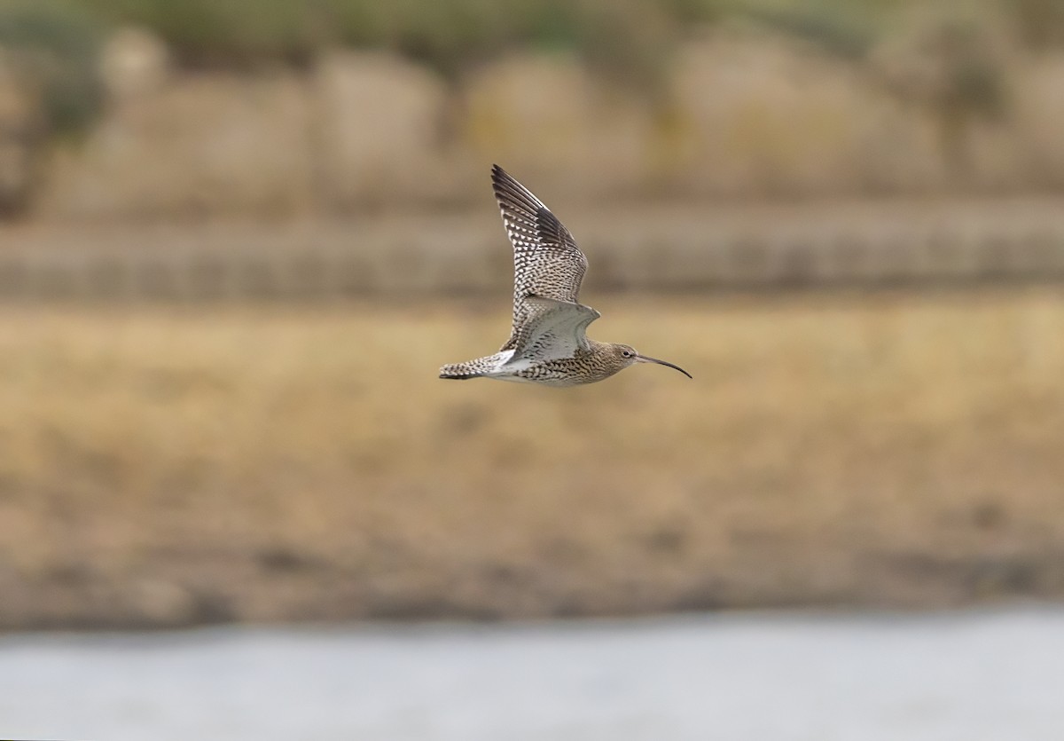 Eurasian Curlew - ML647012552