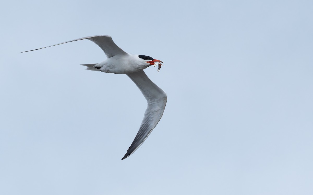 Caspian Tern - ML647012553