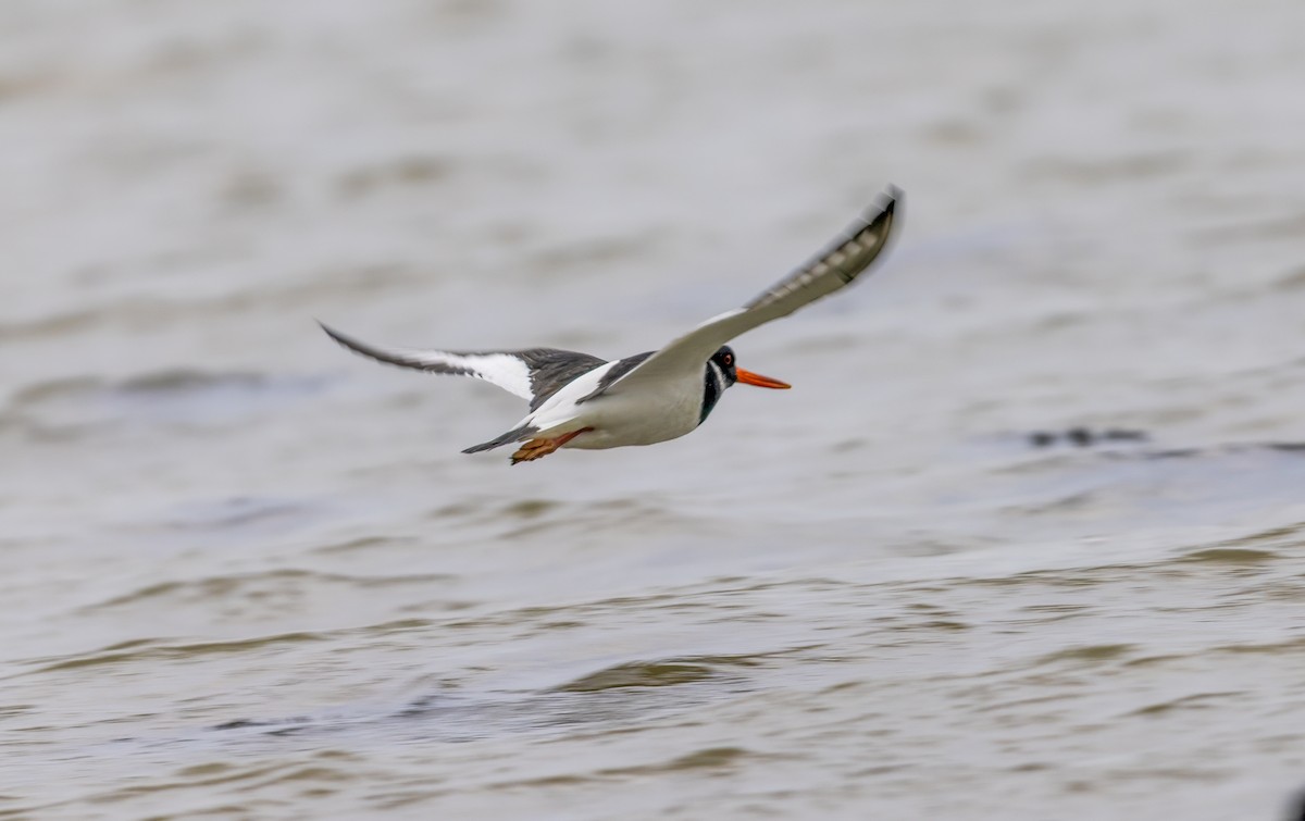 Eurasian Oystercatcher - ML647012554