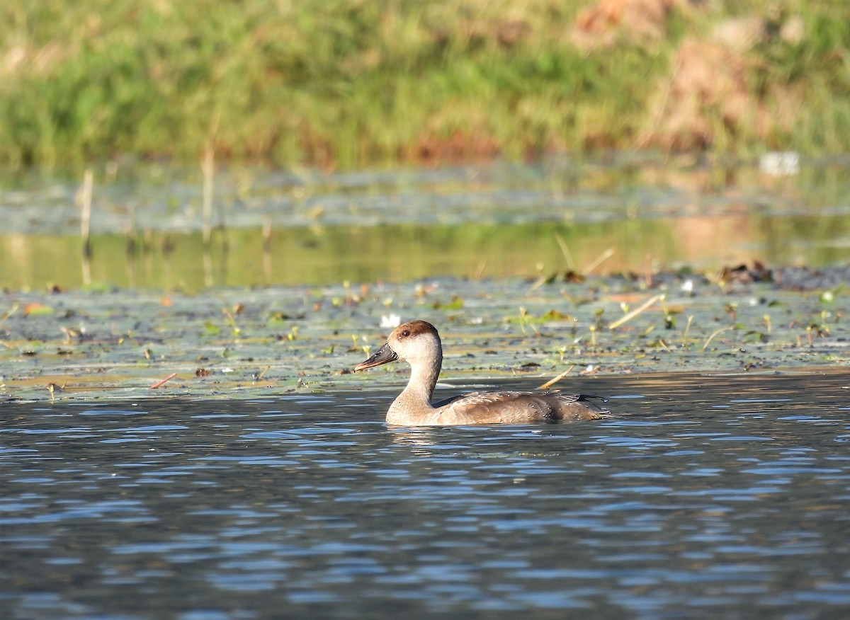 Red-crested Pochard - ML647012555