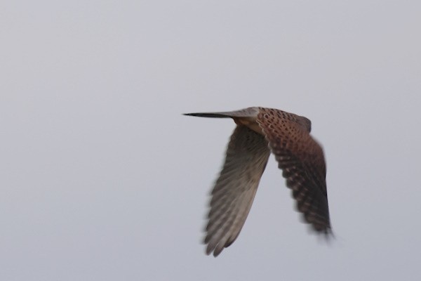 Eurasian Kestrel - ML647012556