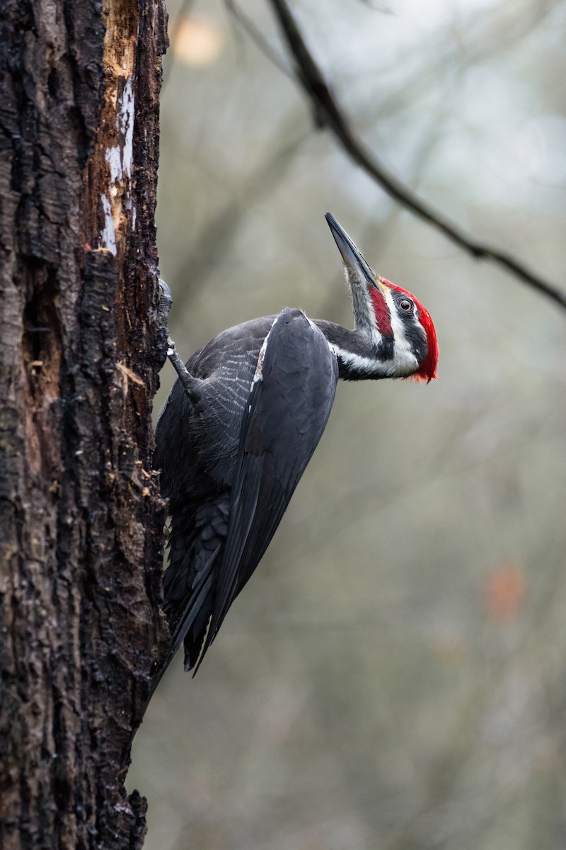 Pileated Woodpecker - ML647012557