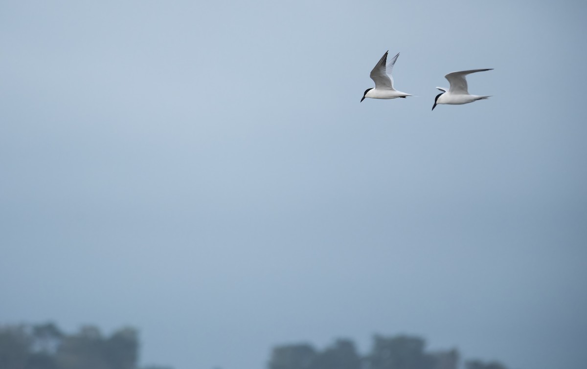 Australian Tern - ML647012559