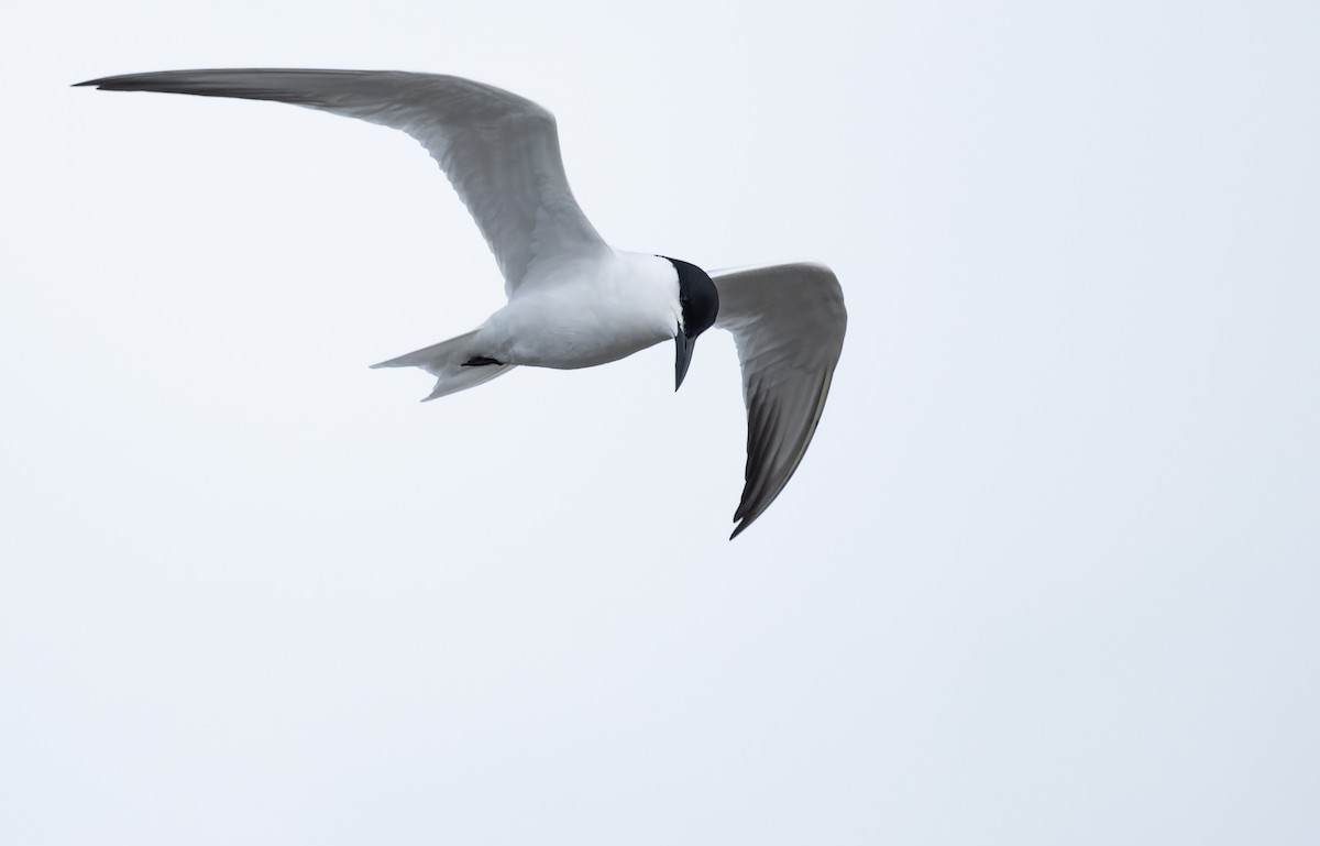 Australian Tern - ML647012561
