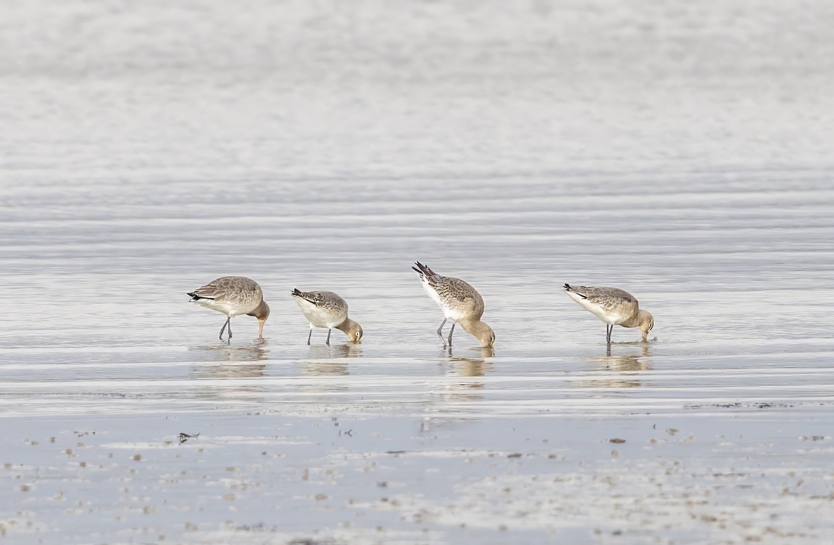 Bar-tailed Godwit (European) - ML647012562