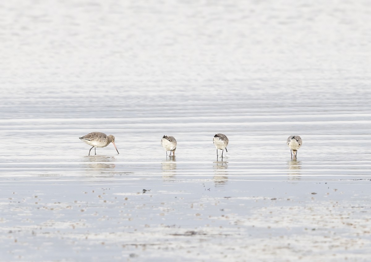 Bar-tailed Godwit (European) - ML647012563