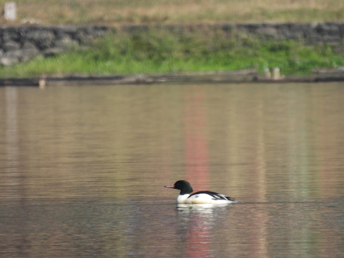 Common Merganser - ML647012566