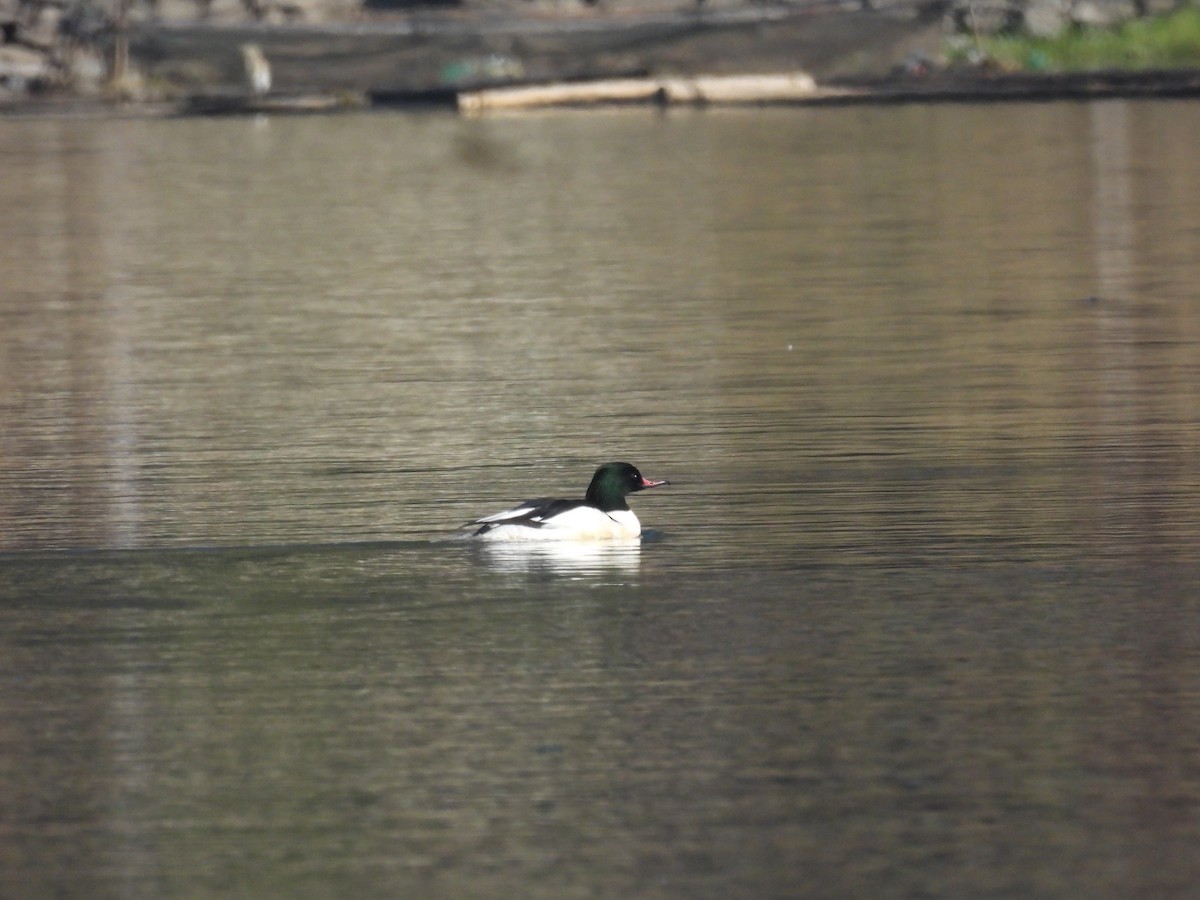 Common Merganser - ML647012567
