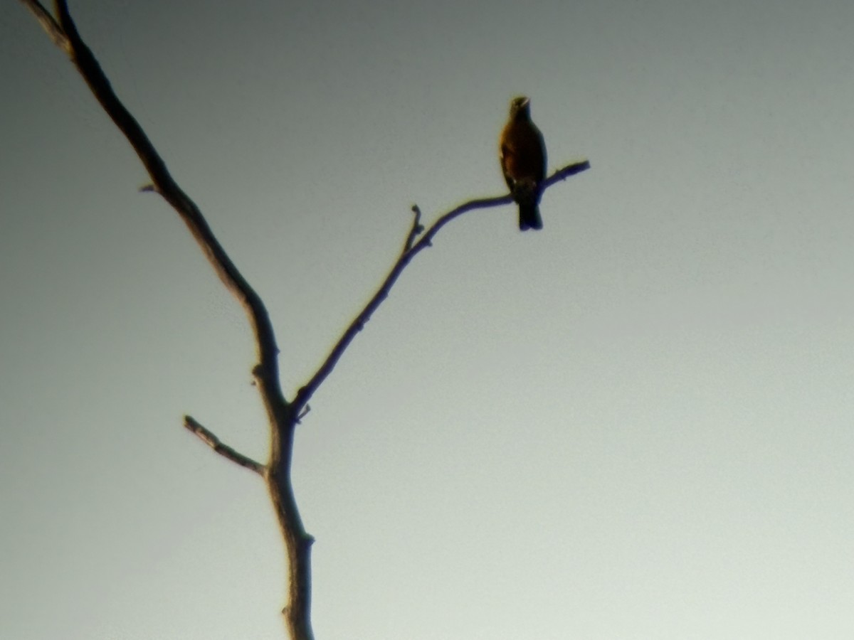 American Robin - ML647012568