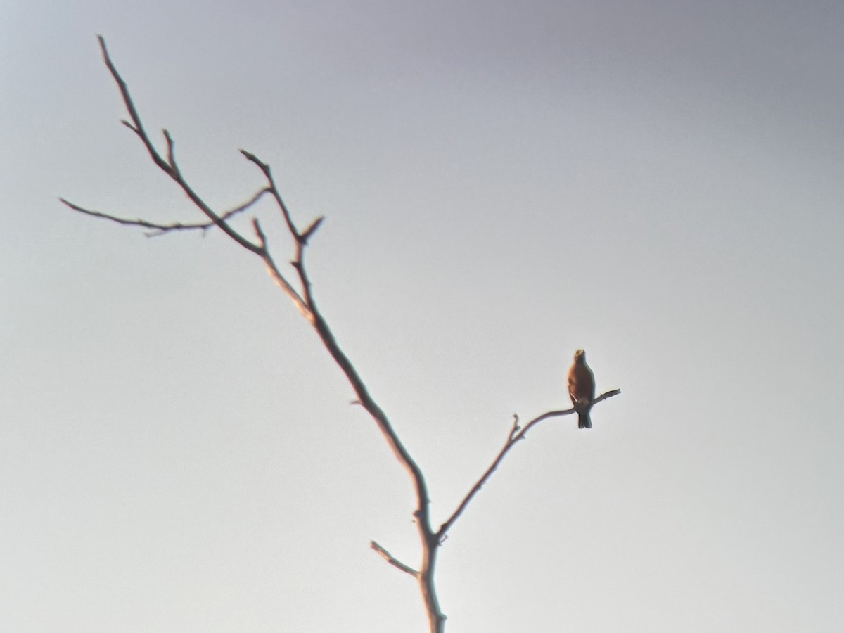 American Robin - ML647012569