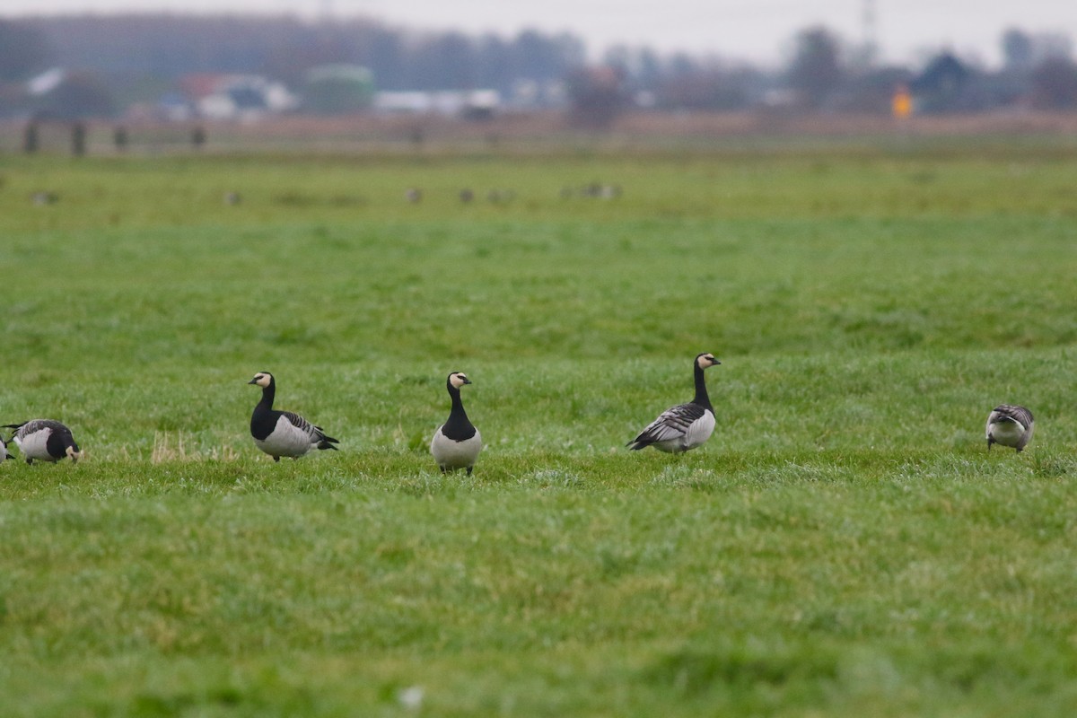 Barnacle Goose - ML647012570