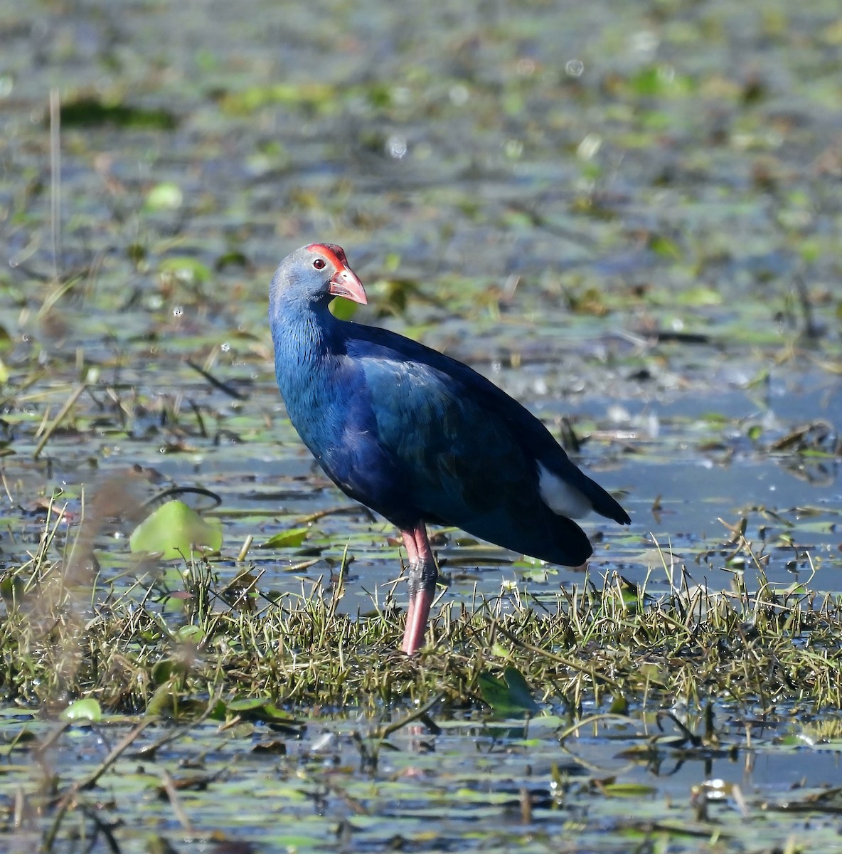 Gray-headed Swamphen - ML647012571