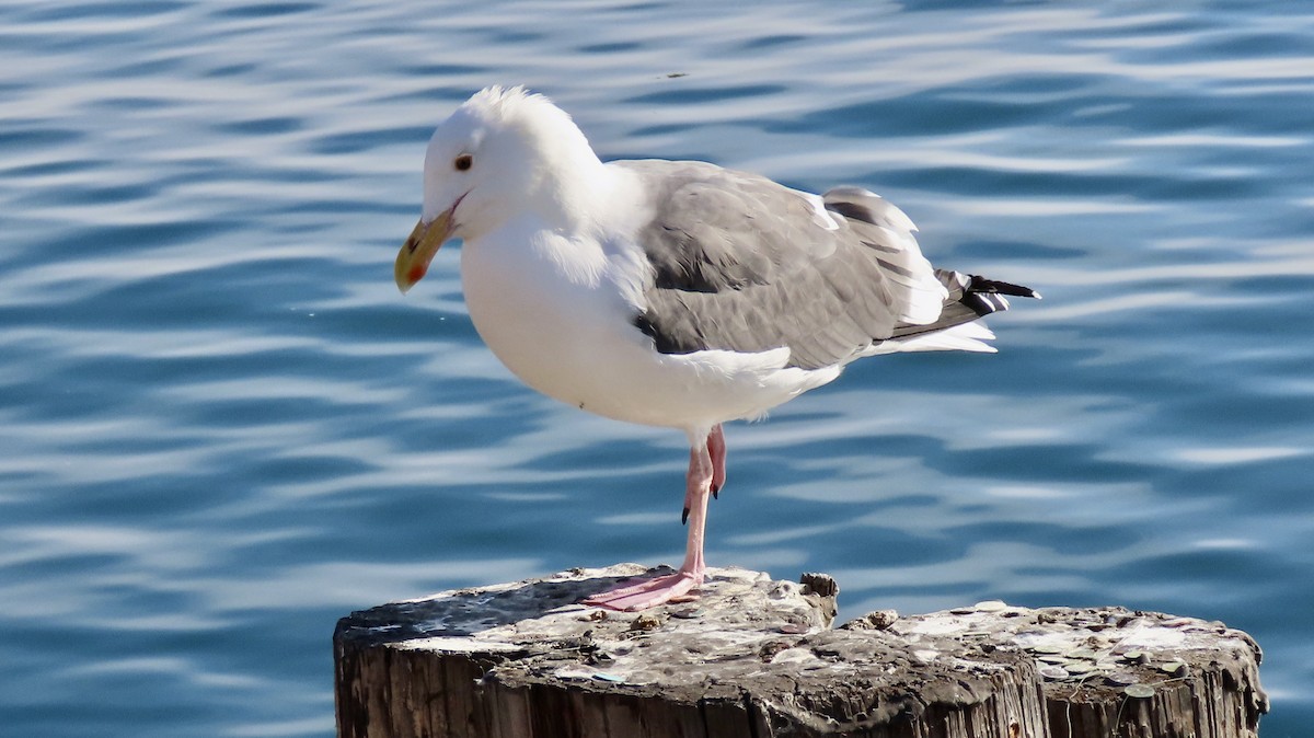 Western Gull - ML647012572