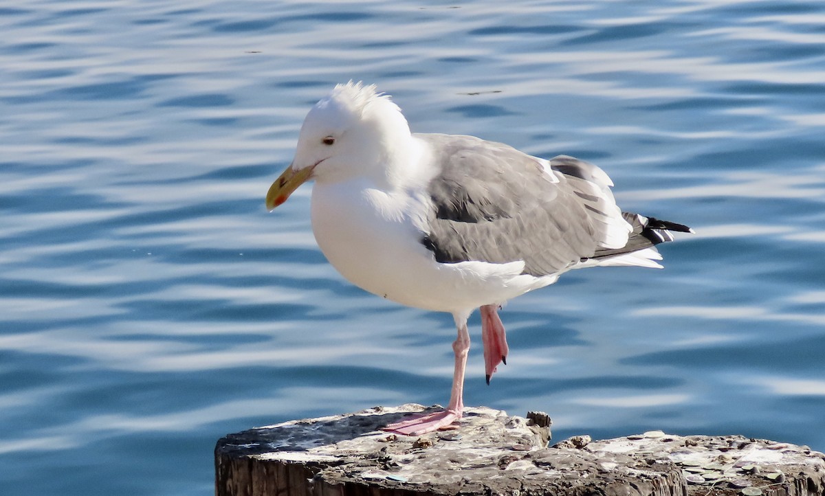 Western Gull - ML647012573