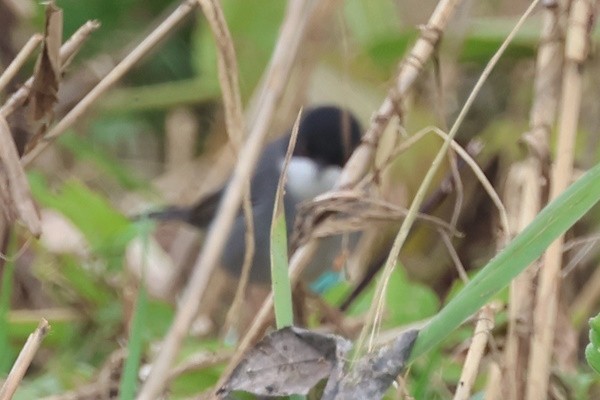 Sardinian Warbler - ML647012574