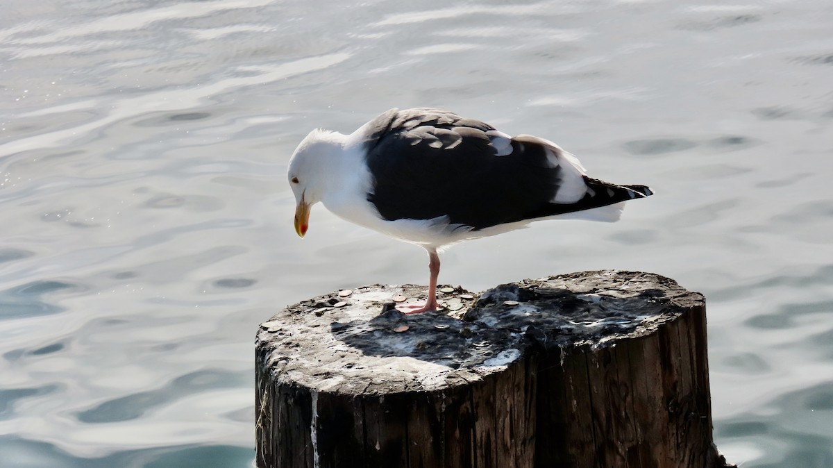 Western Gull - ML647012575