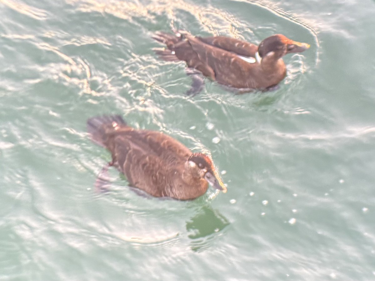 Yamalı Ördek - ML647012576