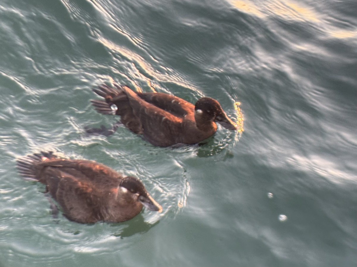 Yamalı Ördek - ML647012577