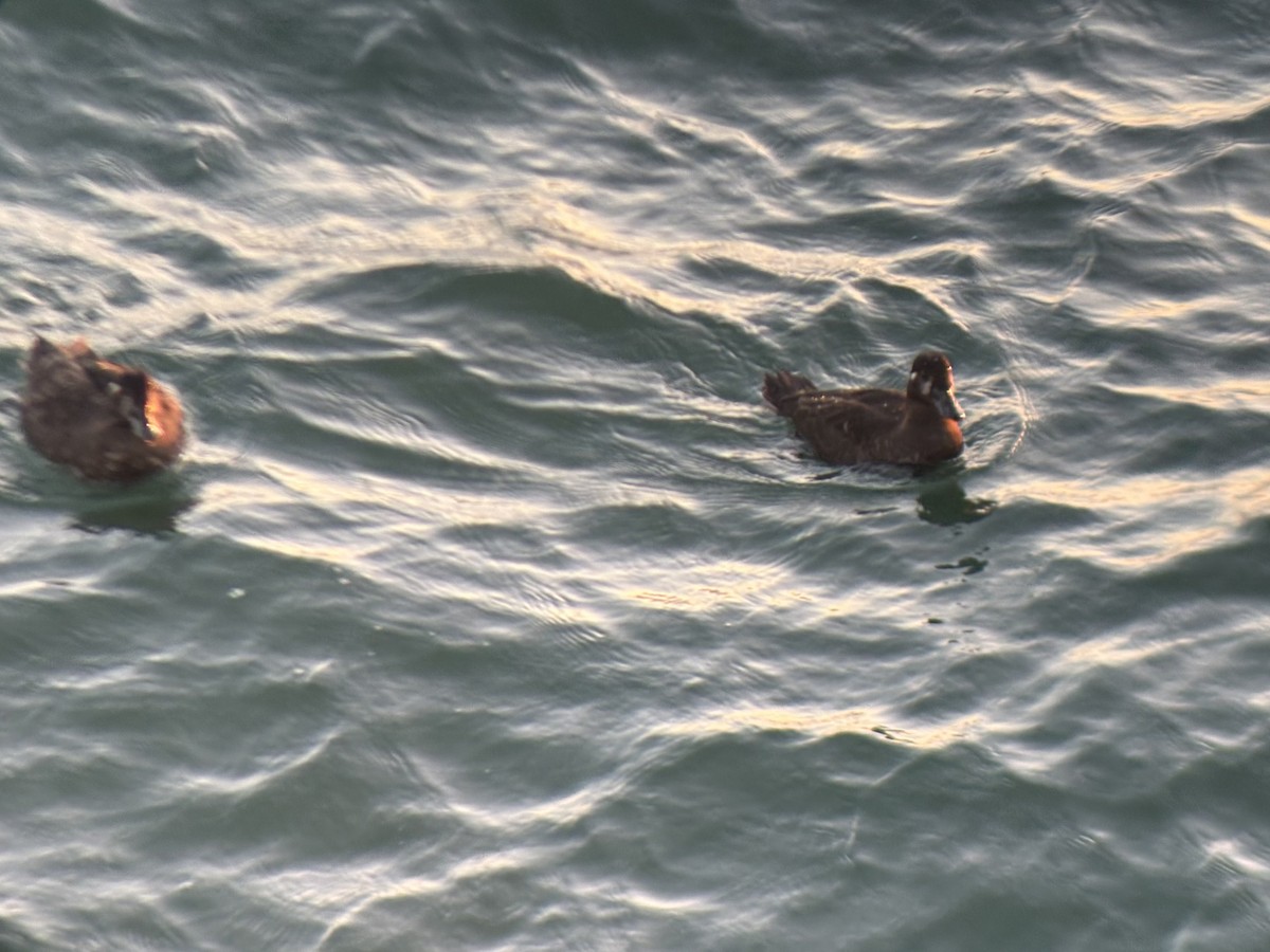 Yamalı Ördek - ML647012578