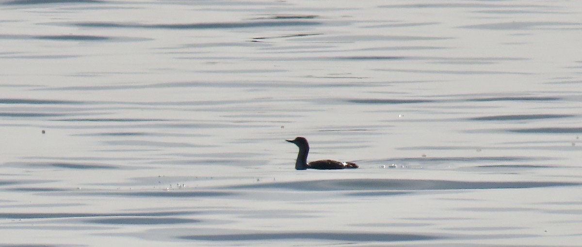 Plongeon catmarin - ML647012579