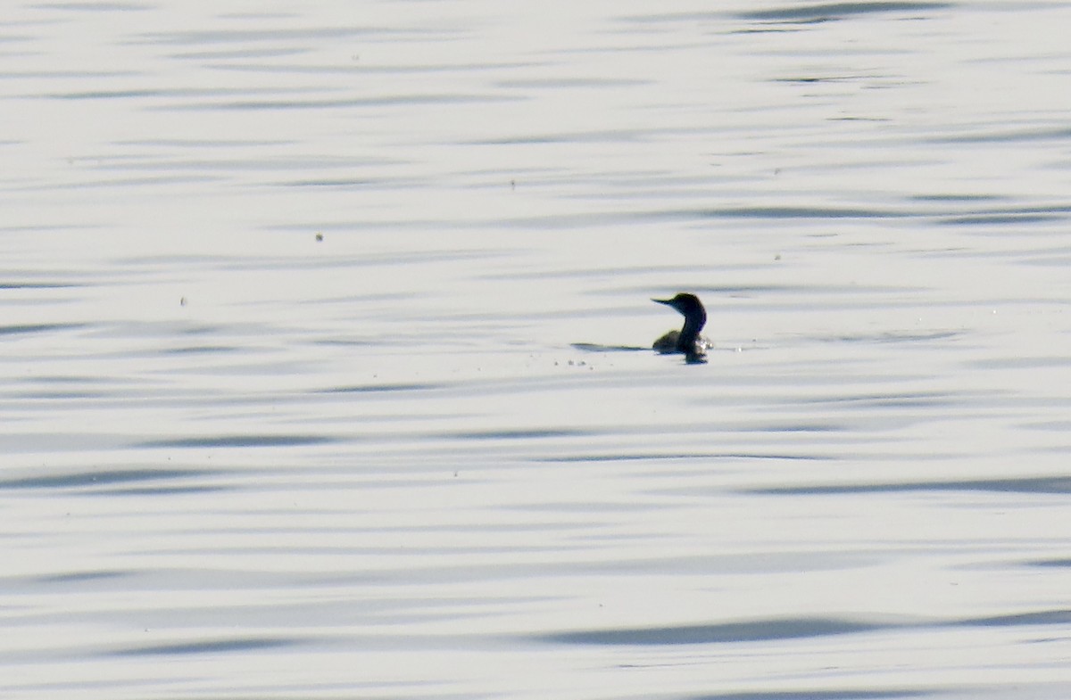 Plongeon catmarin - ML647012581