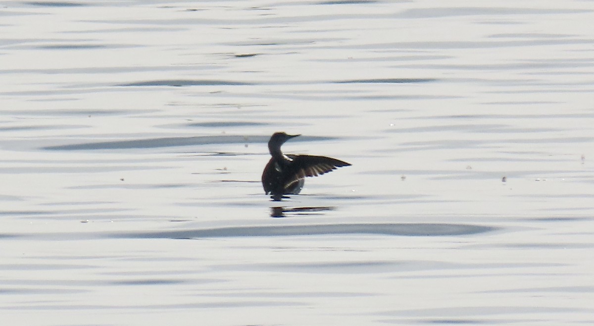 Plongeon catmarin - ML647012582