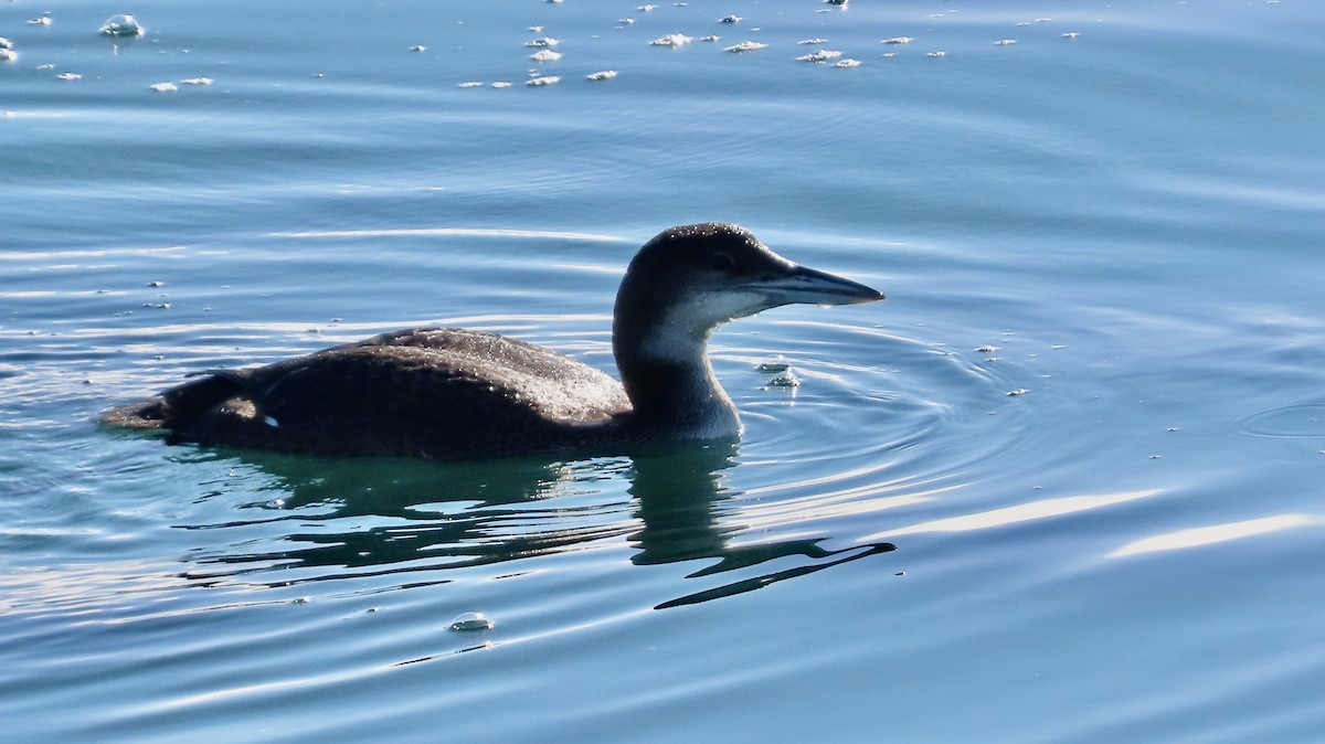 Common Loon - ML647012586