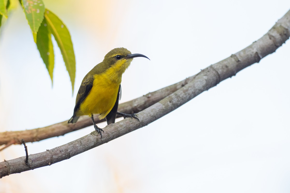 Sahul Sunbird - ML647012587