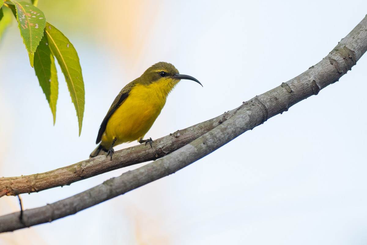 Sahul Sunbird - ML647012588
